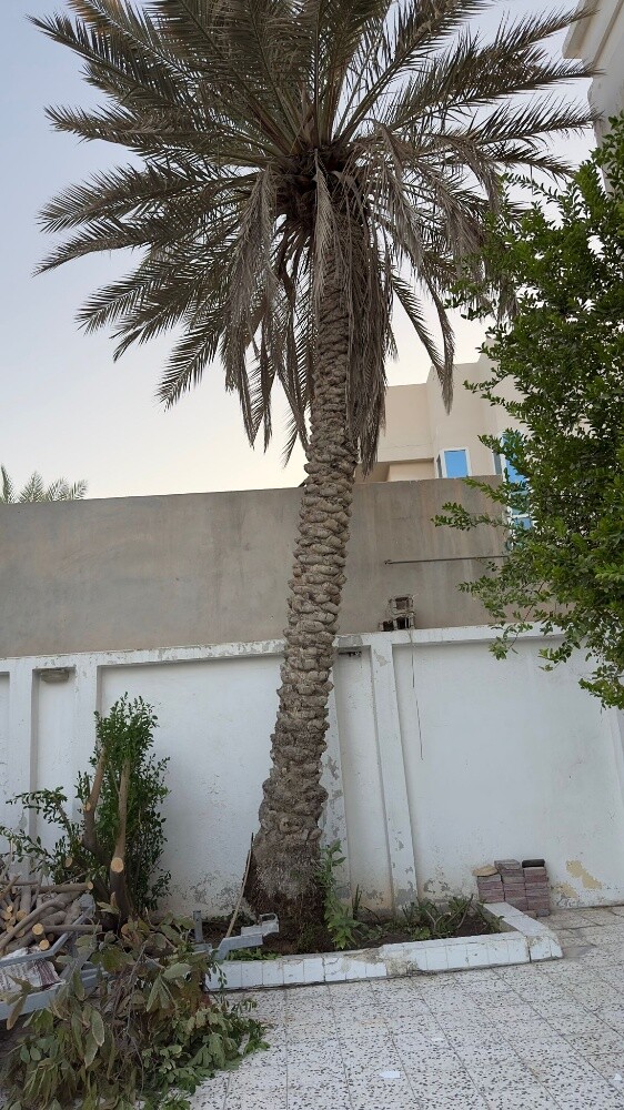 نقل النخيل وزراعته وقطع الأشجار - 10