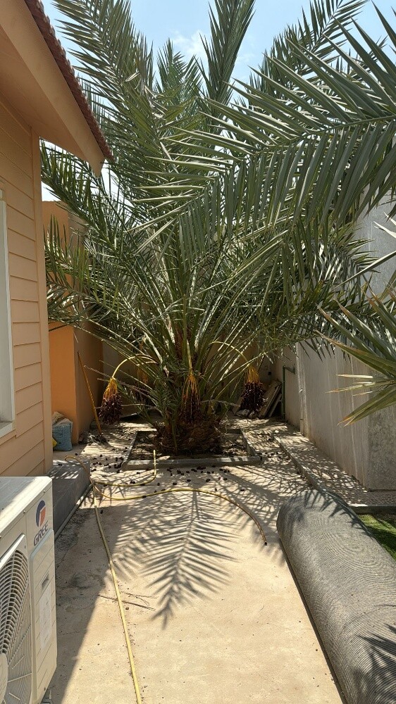 نقل النخيل وزراعته وقطع الأشجار - 5