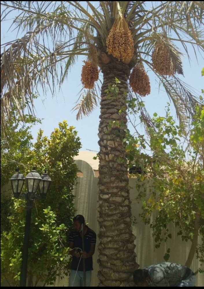 نقل النخيل وزراعته وقطع الأشجار - 1