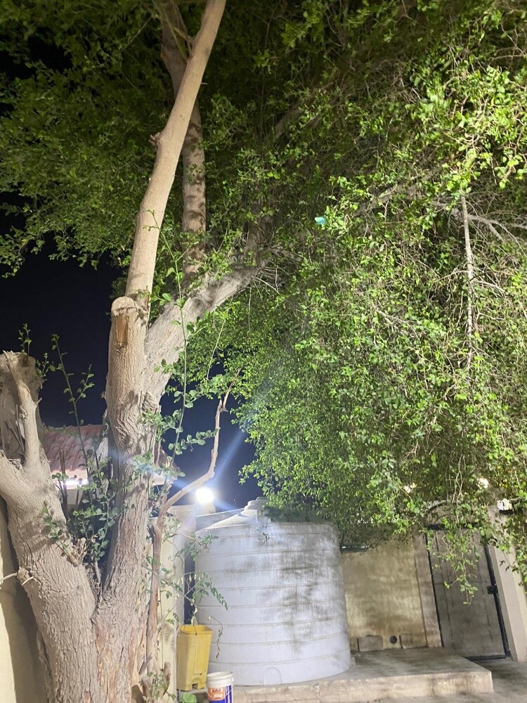 نقل النخيل وزراعته وقطع الأشجار - 4