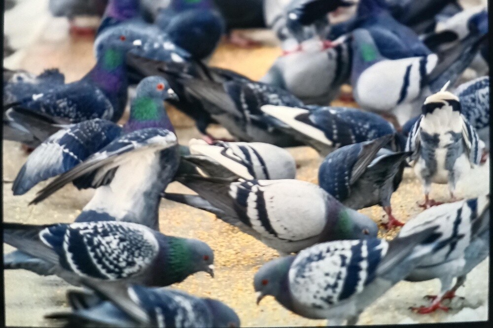 pigeon - 1