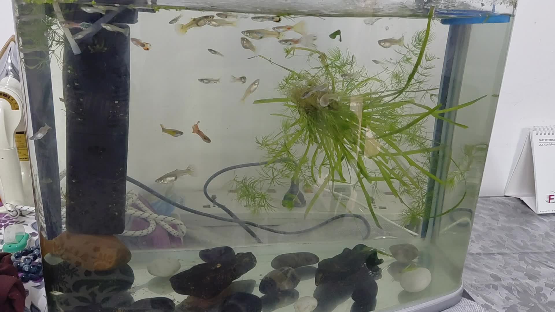 guppies - 1
