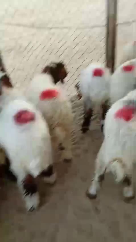 هرافى عزبة بر - 1