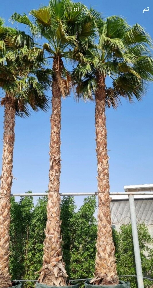ديكور وزراعة الحدائق - 9