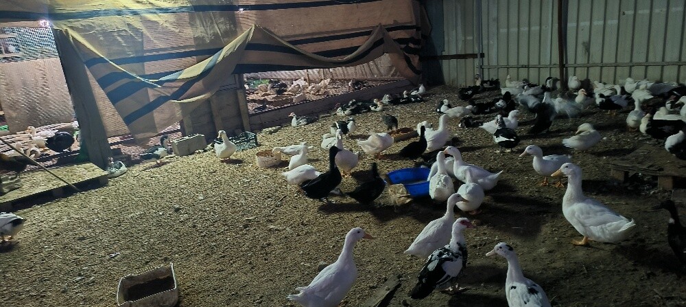 Ducks and chickens sale. - 1