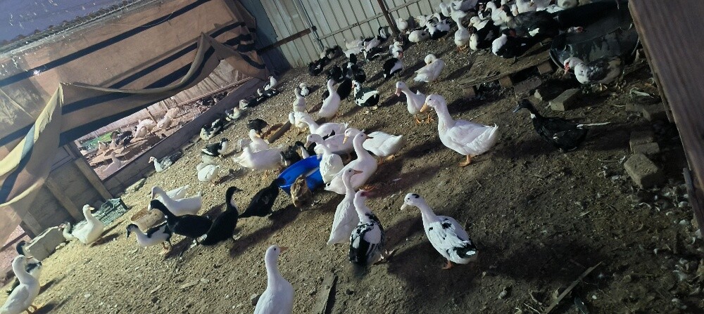 Ducks and chickens sale. - 2