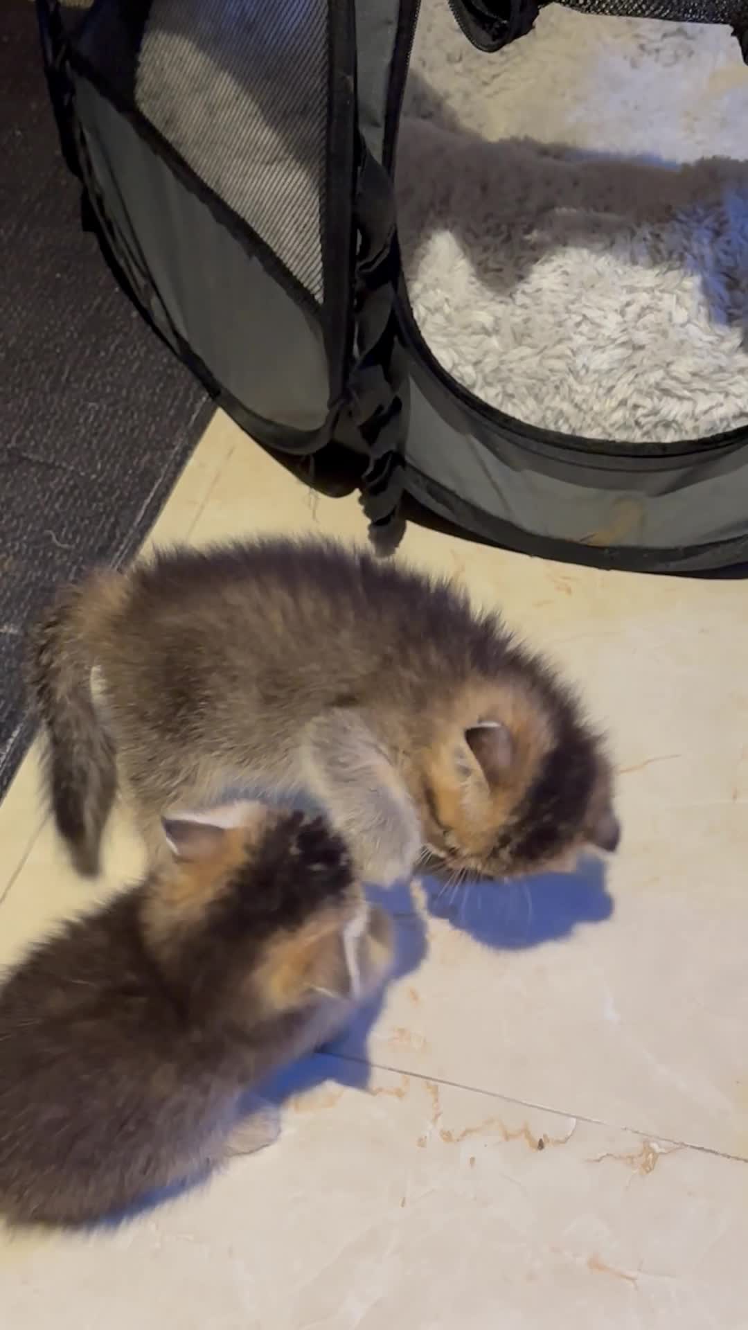 cat for sale  - 1