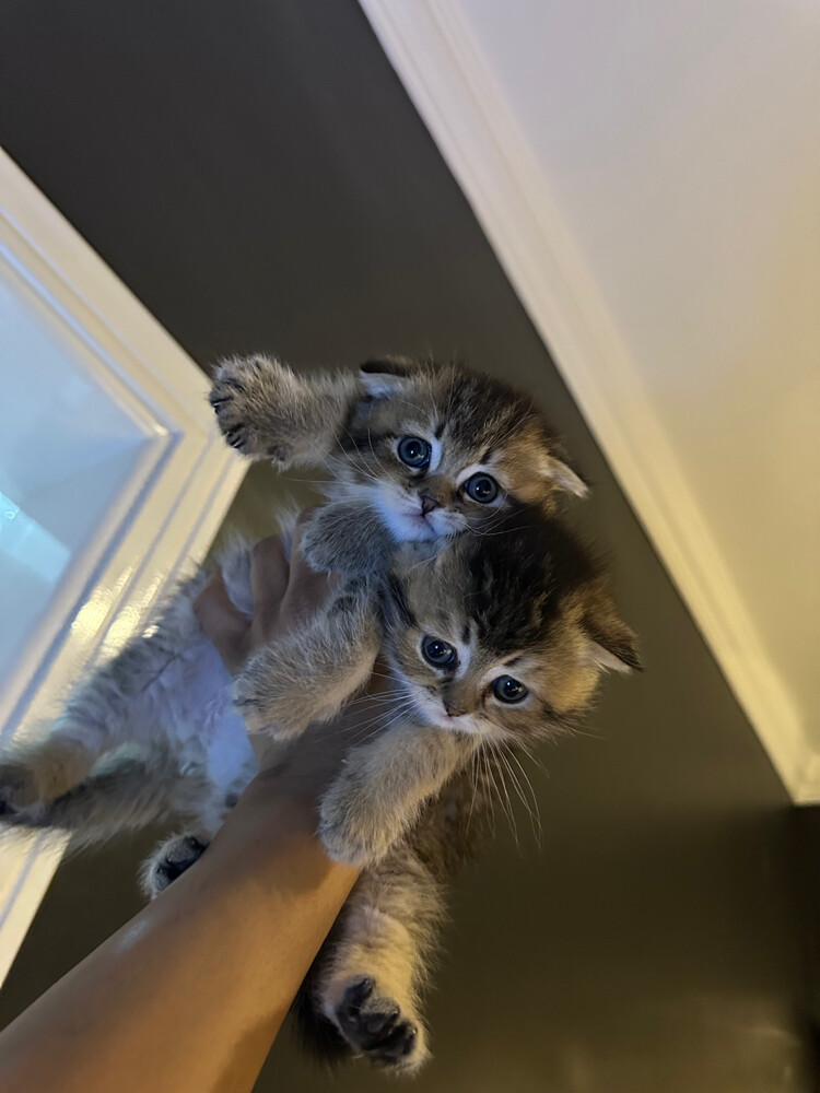 cat for sale  - 2