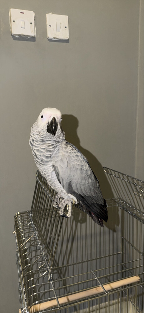 for sale  - 2