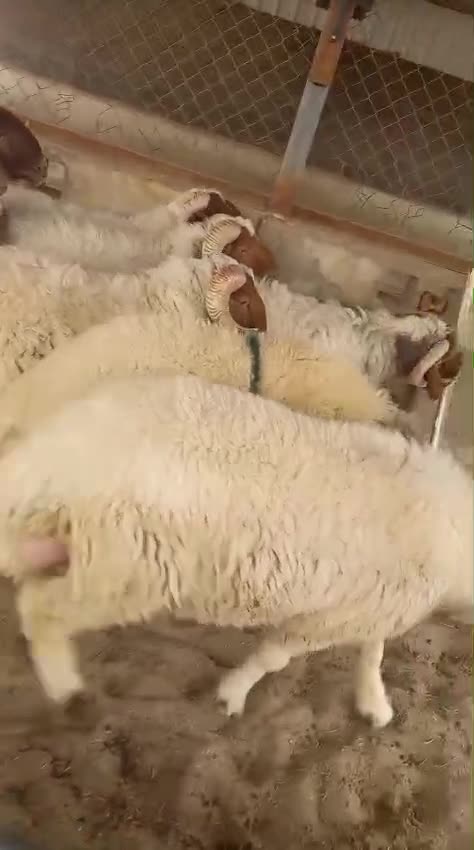 shepherd of the halal - 1