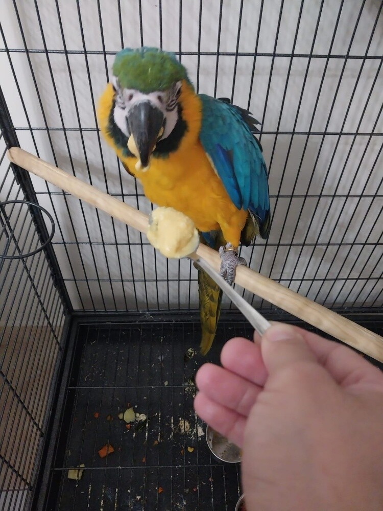 Macaw - 1