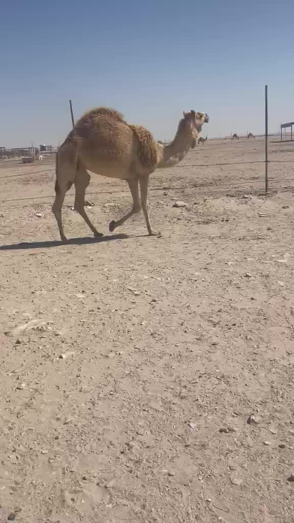 للبيع ناقه لقحه - 1