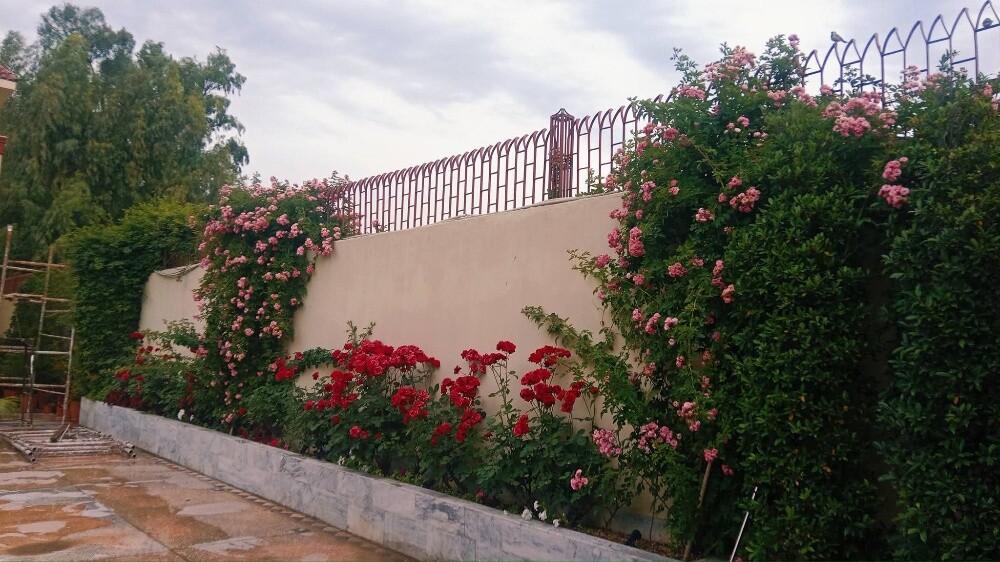 albaloshi - 4
