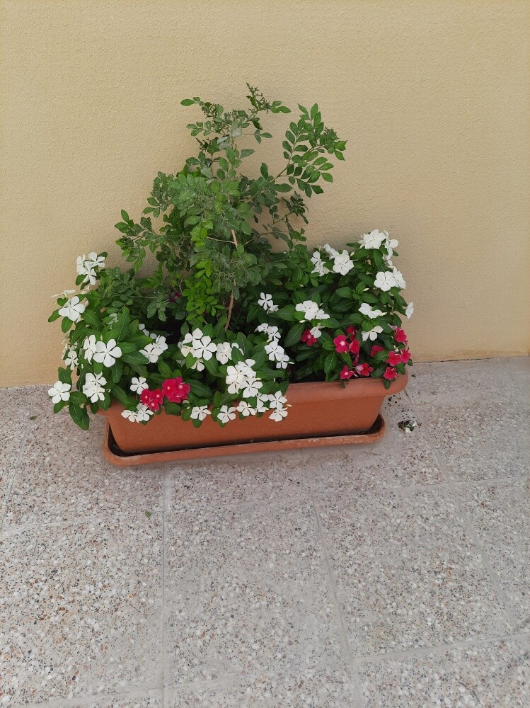 زراعه وديكورات حدائق - 5