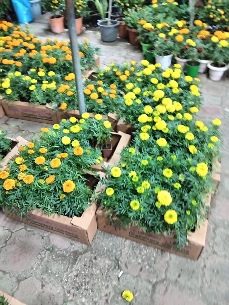 الورود - 5