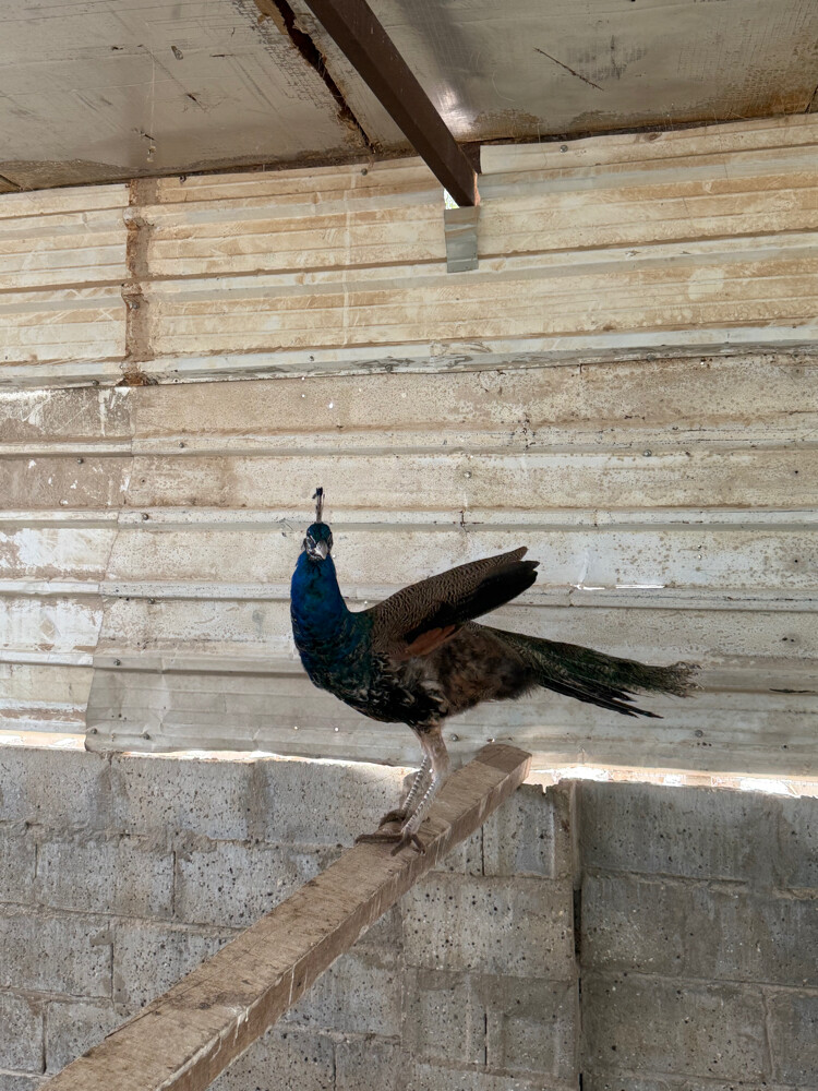 للبيع ذكور طاووس  - 3
