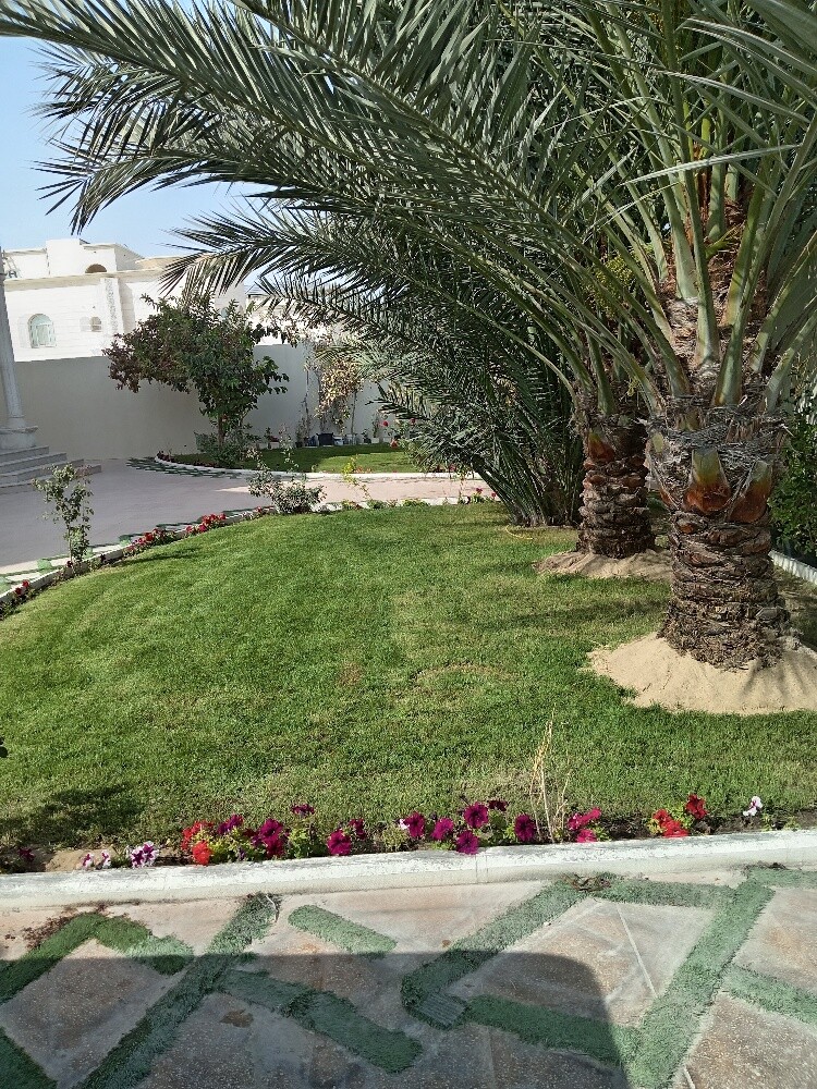 النخيل الزينه - 5