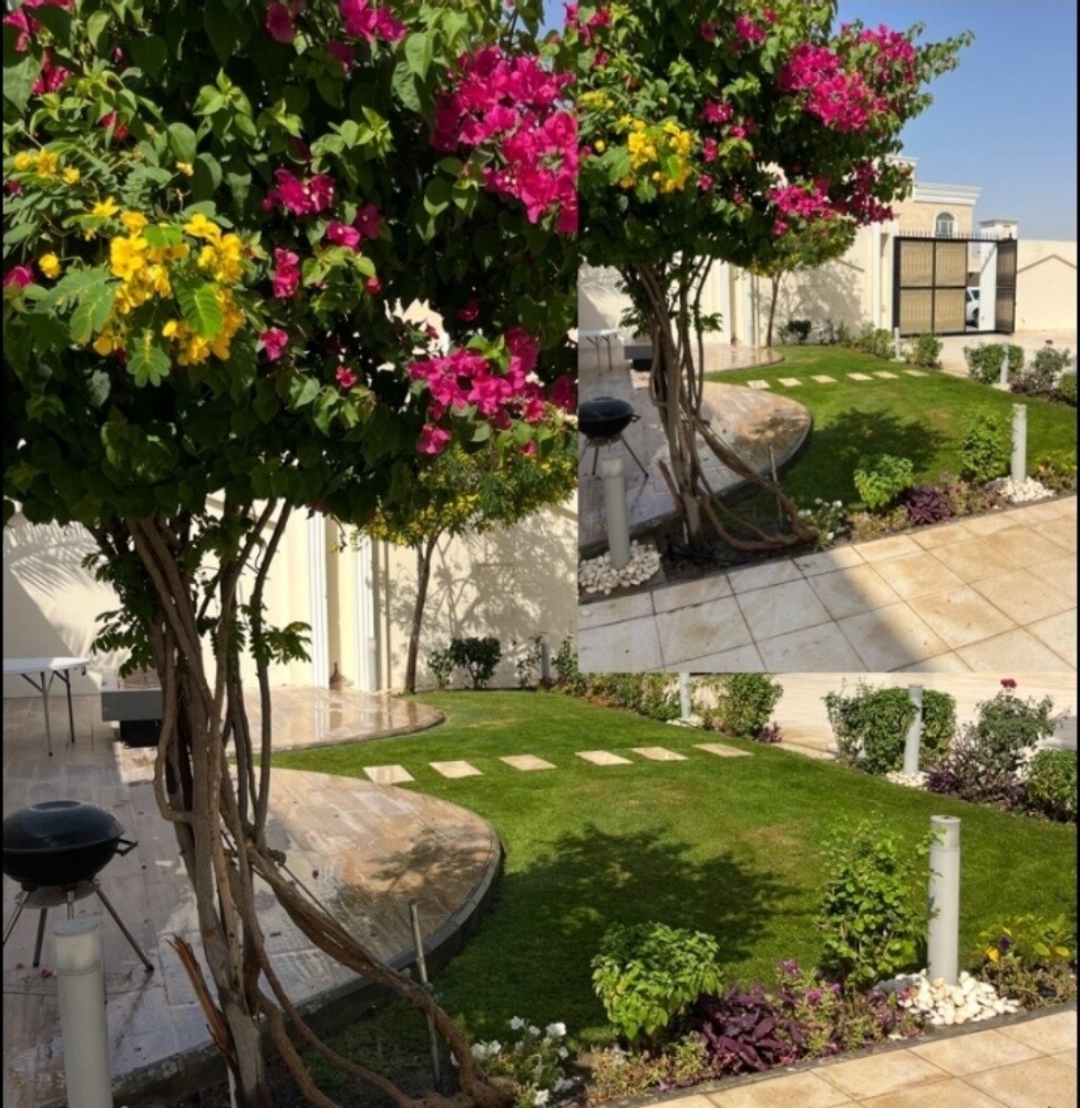 زراعه نخيل - 2