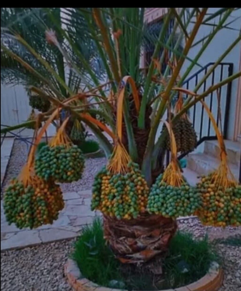 زراعه نخيل - 1