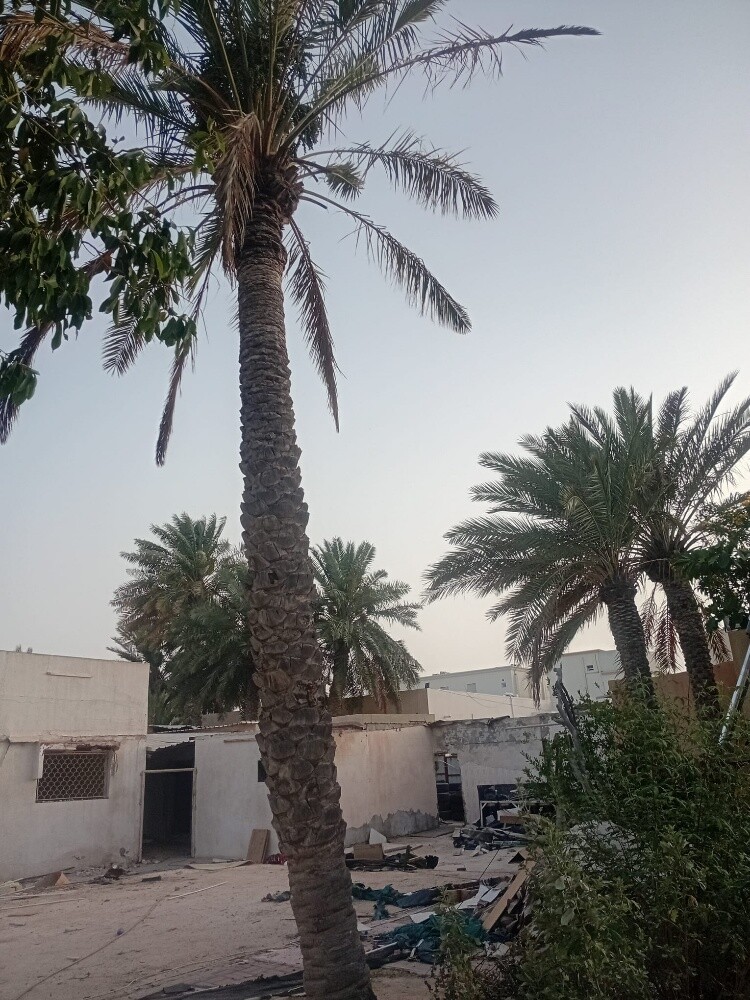 نخيل - 3