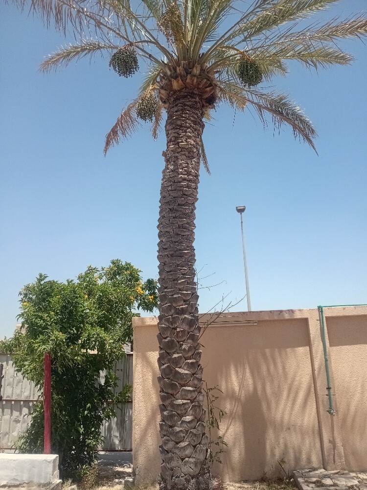 نخيل - 6