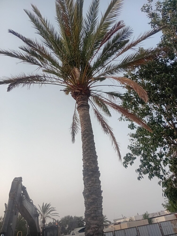 نخيل - 7