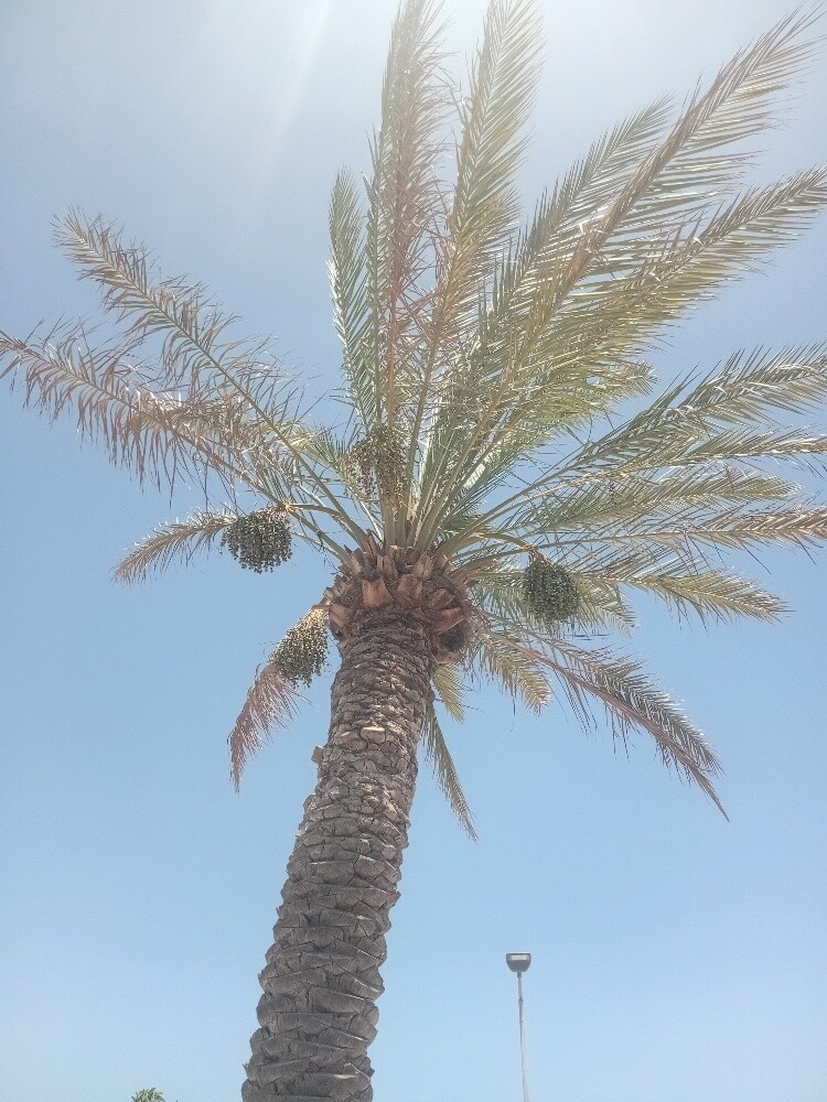 نخيل - 5