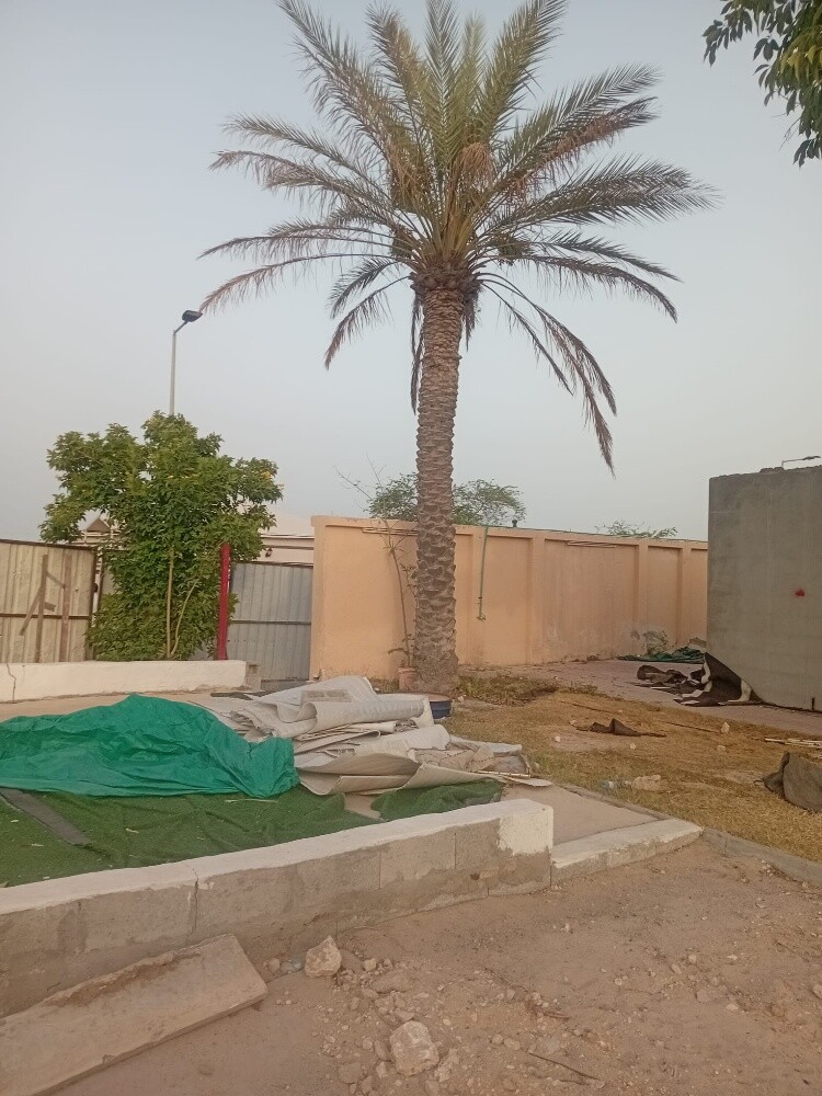 نخيل - 4