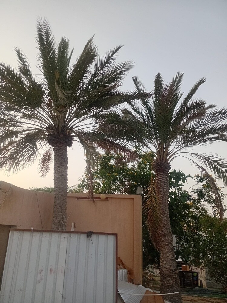نخيل - 2