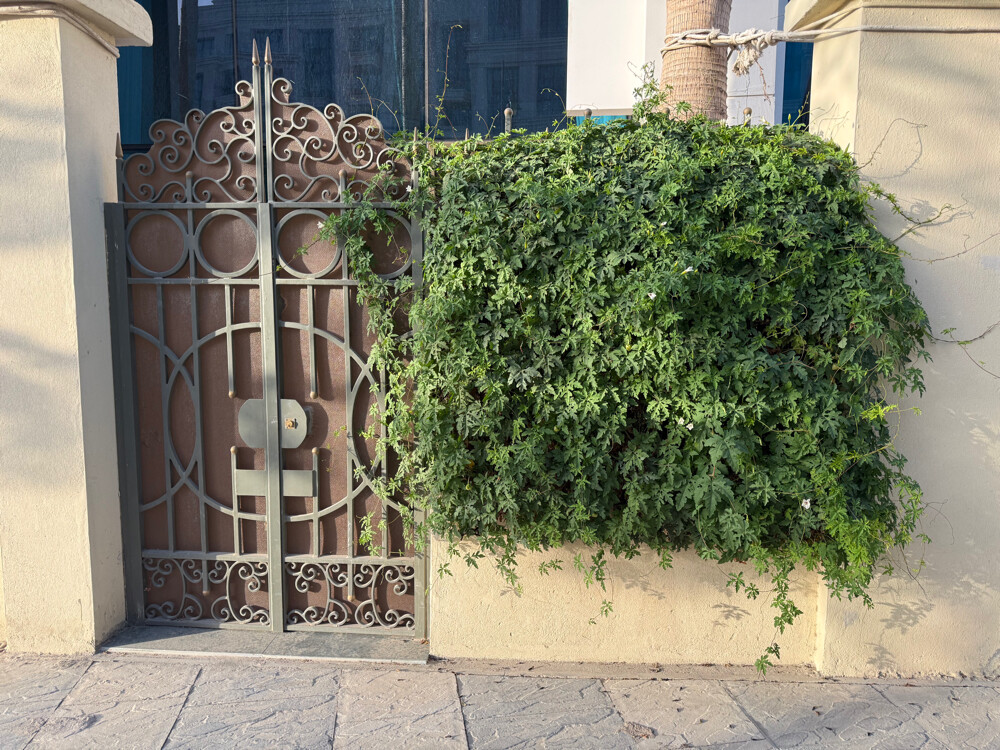 Gardening Services  - 24