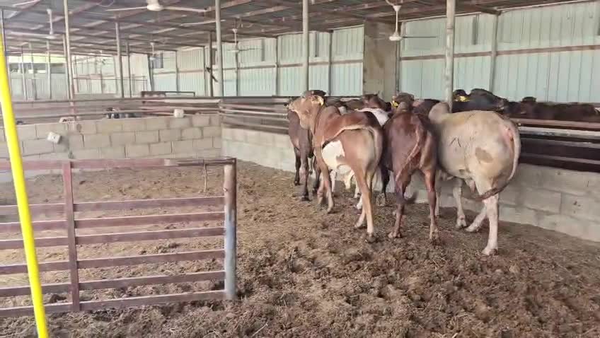 عجول اضاحي سمان فل تبارك الله - 1