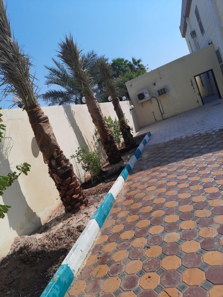 زراعه الواشنطنية - 1