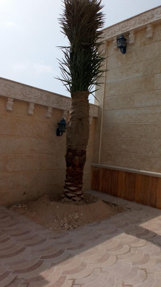 زراعه الواشنطنية - 2