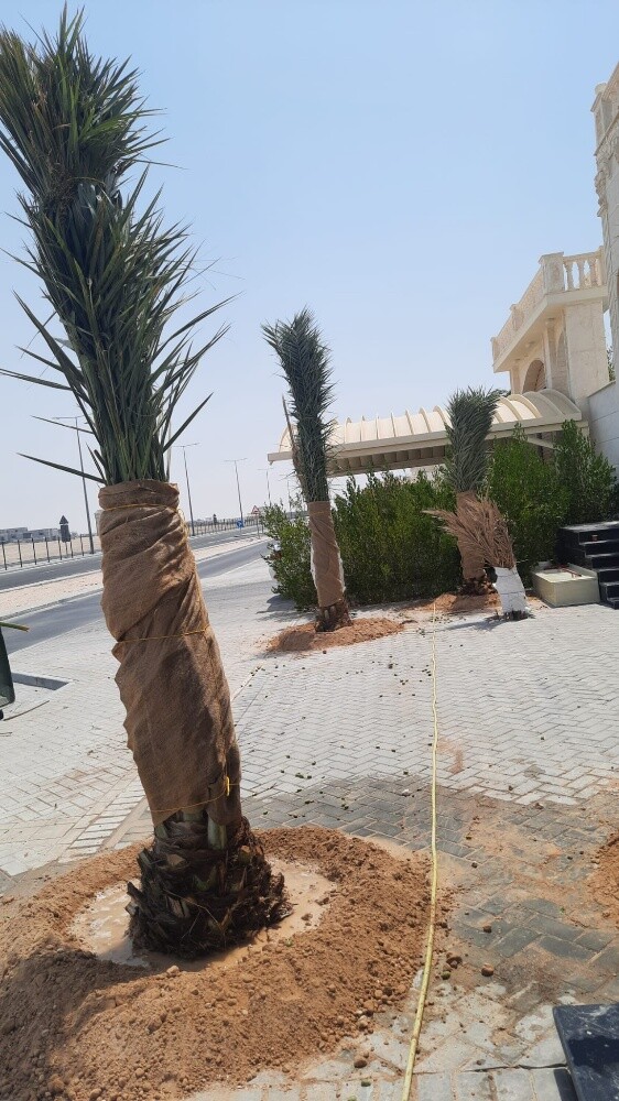 زراعه الواشنطنية - 3