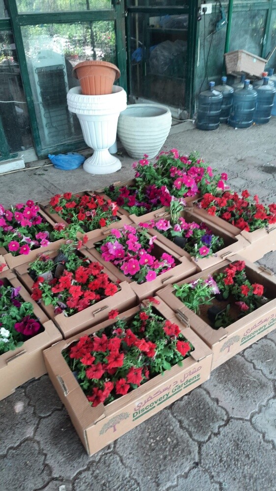 زرعة الحديق - 4