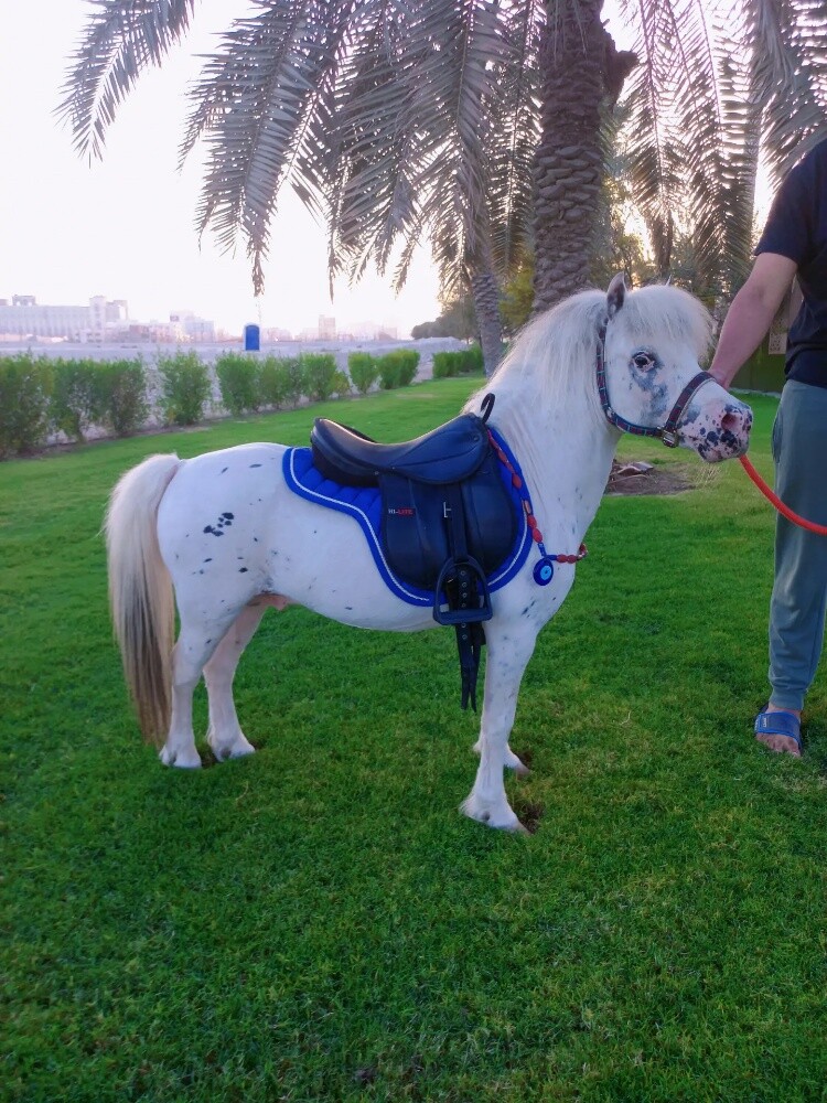 للبيع بوني فحل طيب للاطفال - 1