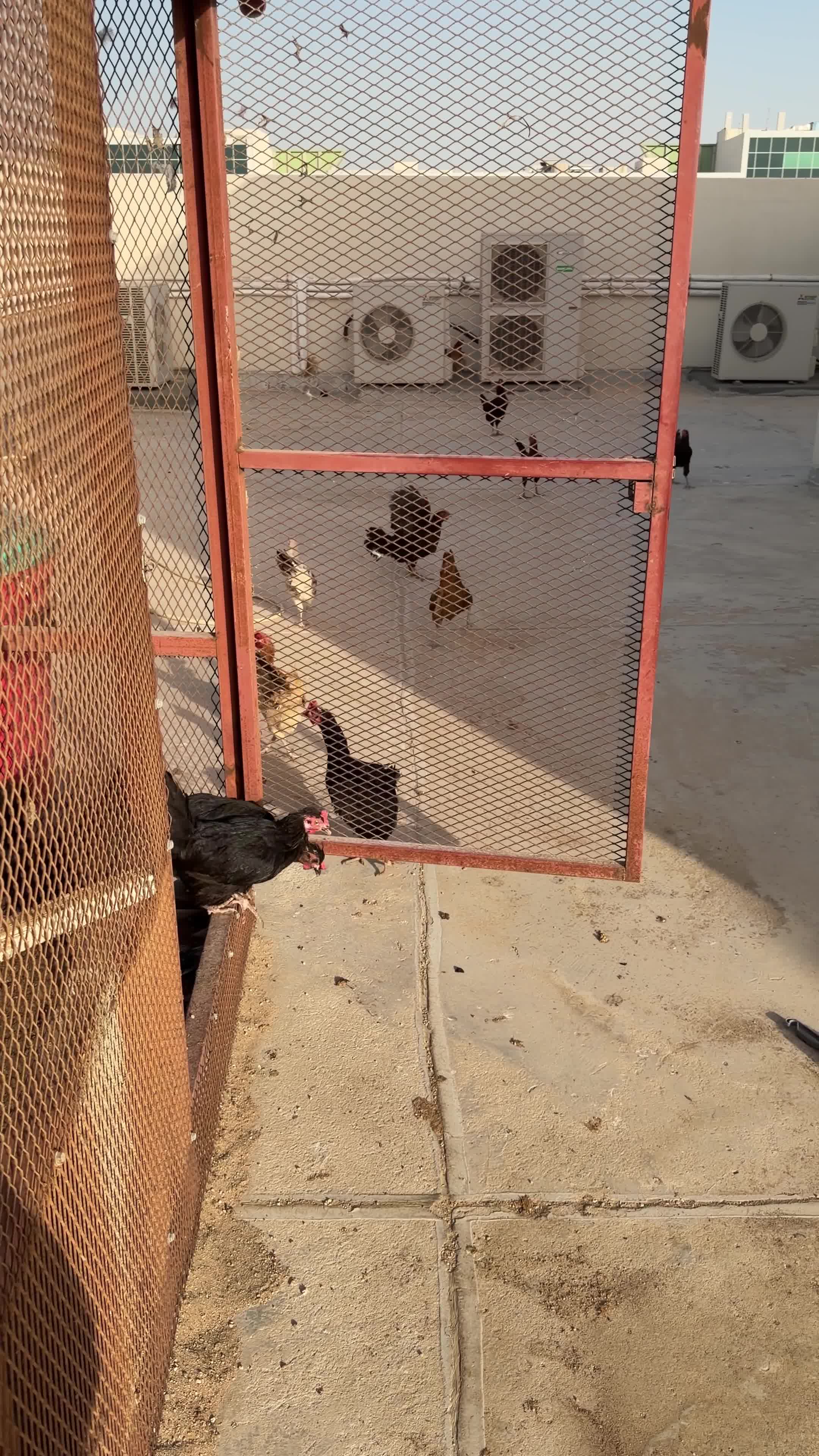 دجاج بلدي - 5