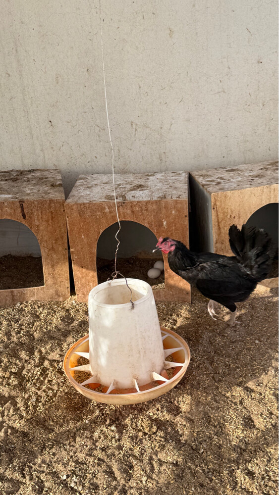 دجاج بلدي - 3