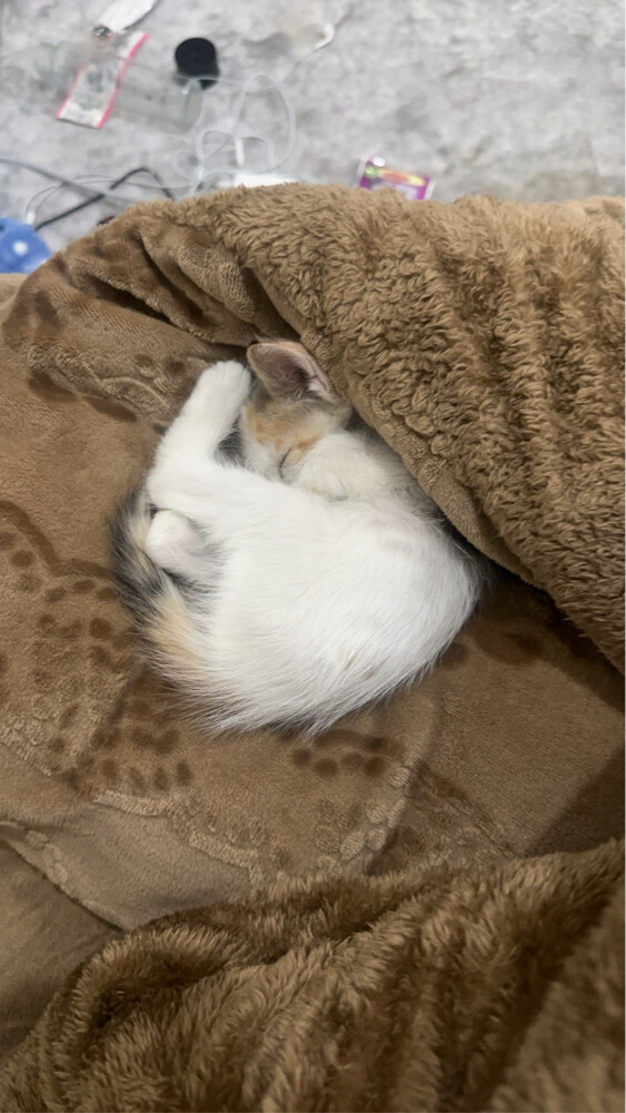 For adoption - 1