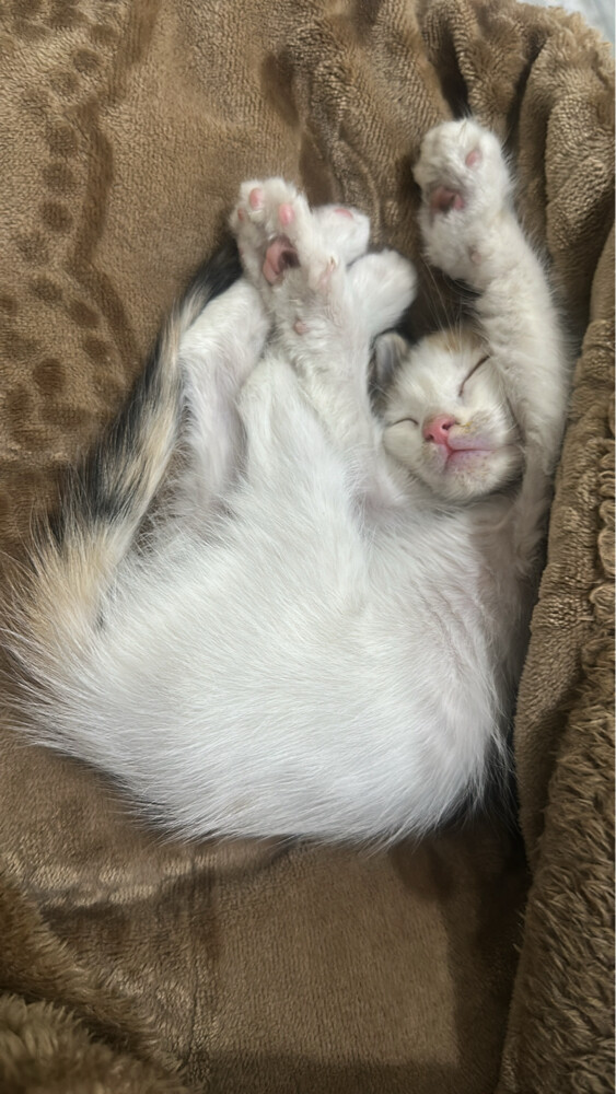 For adoption - 4