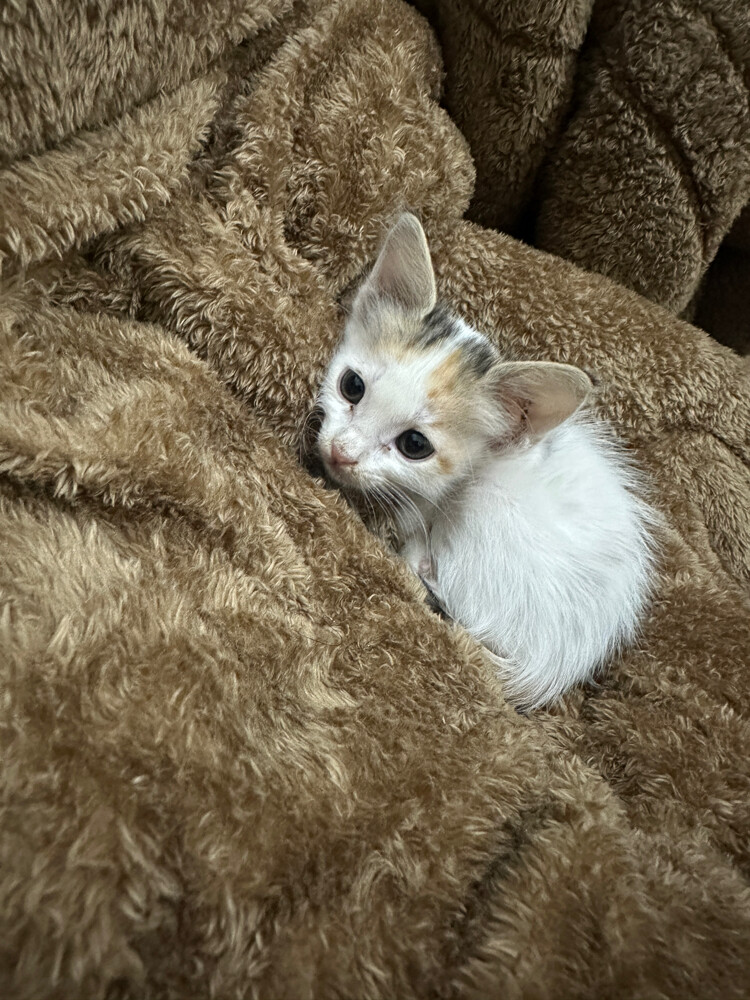 For adoption - 3