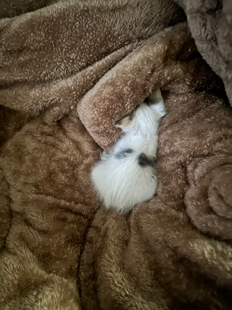 For adoption - 2