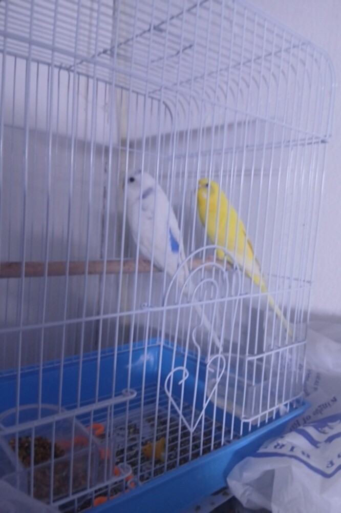 عصافير يظلن يصوتن - 2