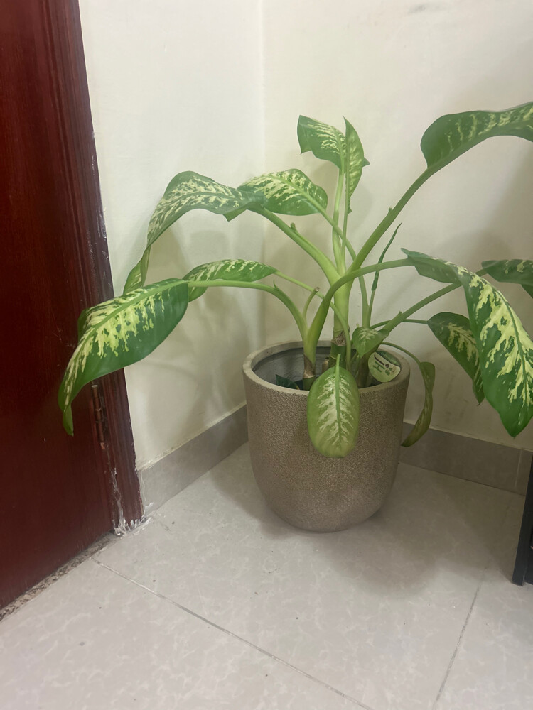 good condition  - 2