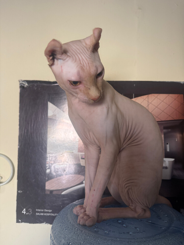 sphynx male cat - 2