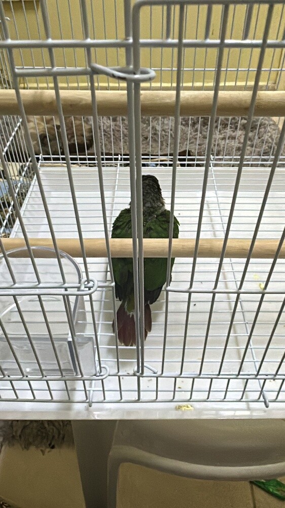 cage for sale - 2