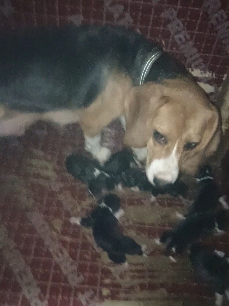 Beagle Dogs - 11