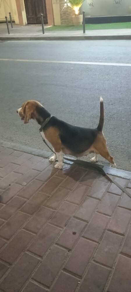 Beagle Dogs - 10