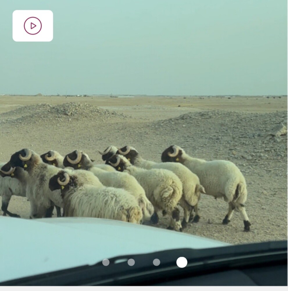 خروف - 1