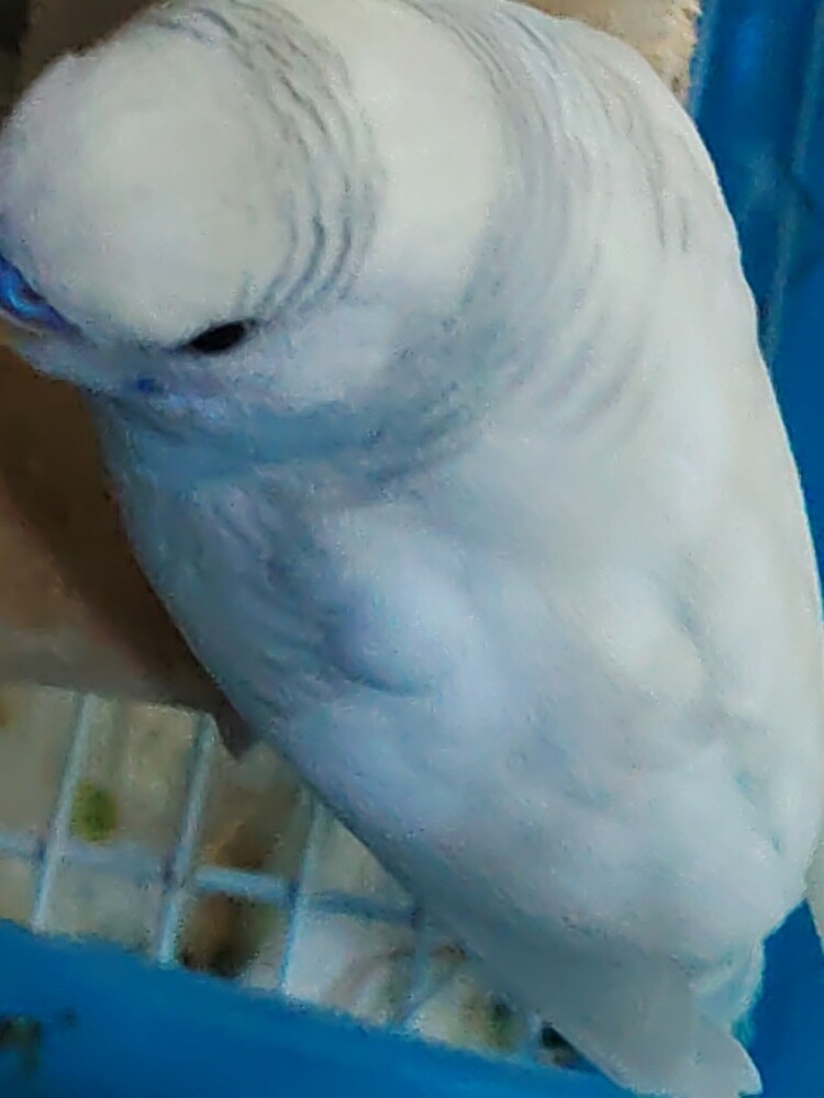 محمد - 2